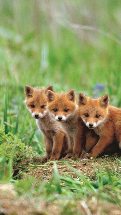 fox-2160x3840-cute-animals-red-5k-23350.jpg