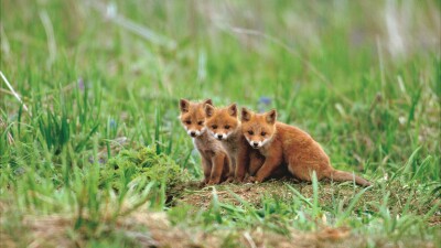 fox-2560x1440-cute-animals-red-5k-23350.jpg