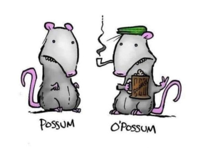 possum.jpeg