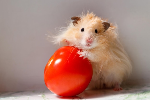 fluffy-syrian-hamster-with-tomato_153912-16614-1.jpg