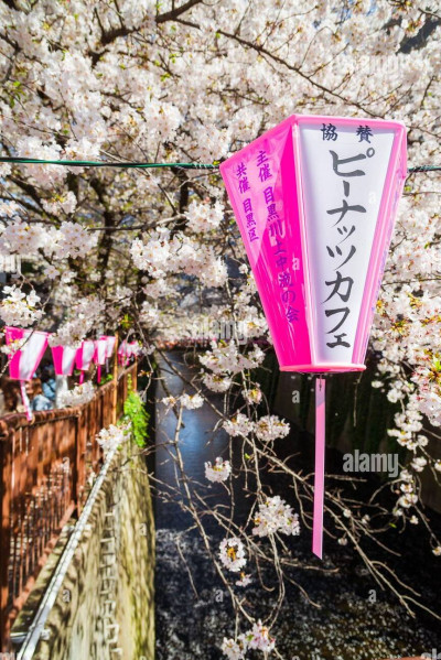 hanami in tokyo the famous meguro river cherry blossoms promenade 2B196GF (1)