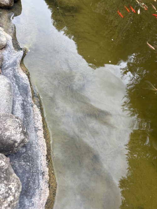IMG_8478.jpeg