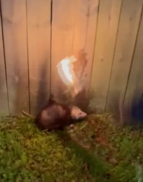 opossum.webp