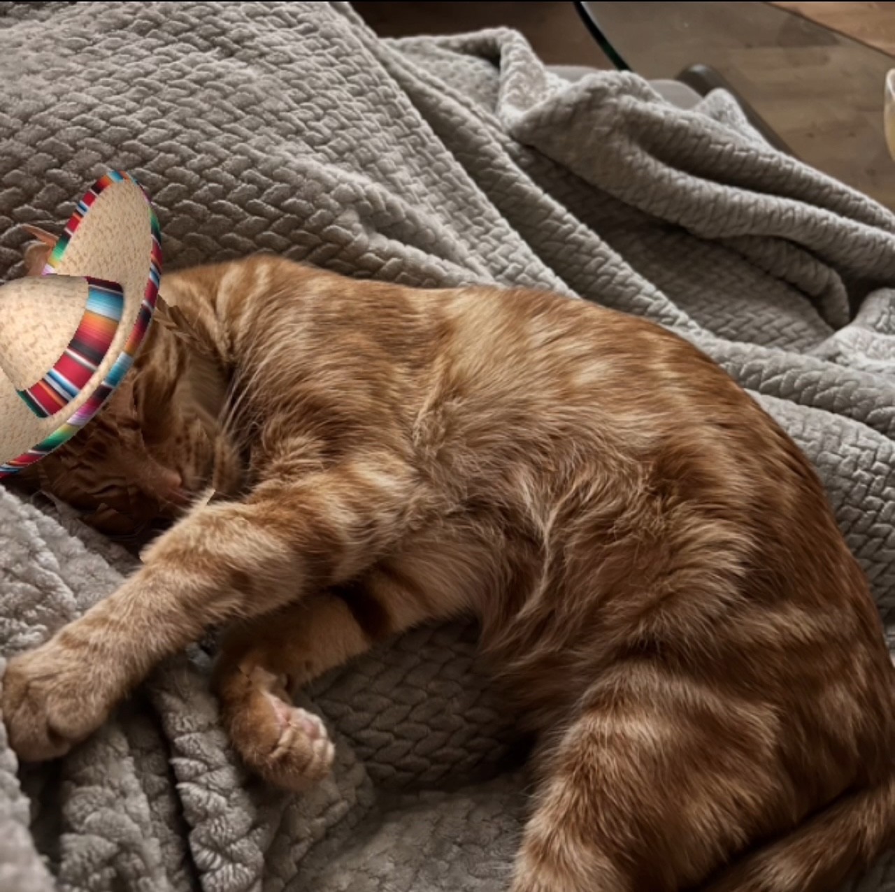 cinco de meow