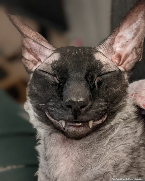 42fa50.png