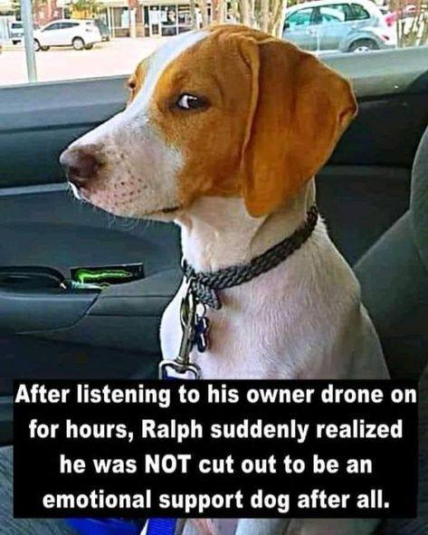 supportdog.jpg