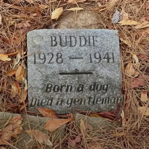 buddie.webp