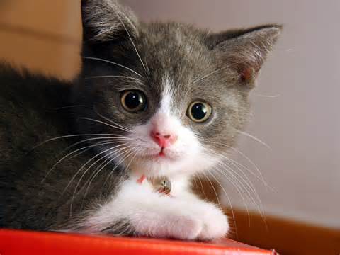 cat_1.jpg