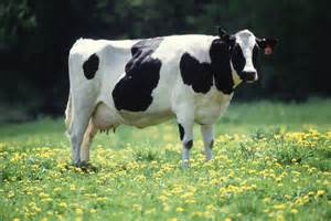 cow_3.jpg