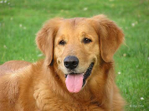 dog_1.jpg
