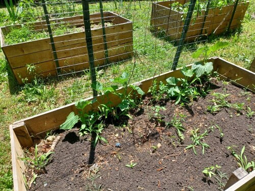 cukes20250506_142152.jpg