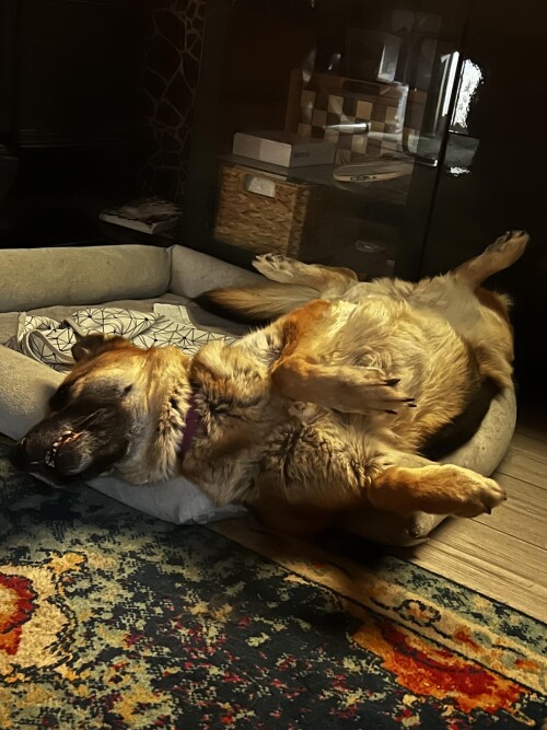 she-is-beauty-she-is-grace-she-is-rolling-all-over-the-place-v0-jwl6rb1zygze1.jpeg