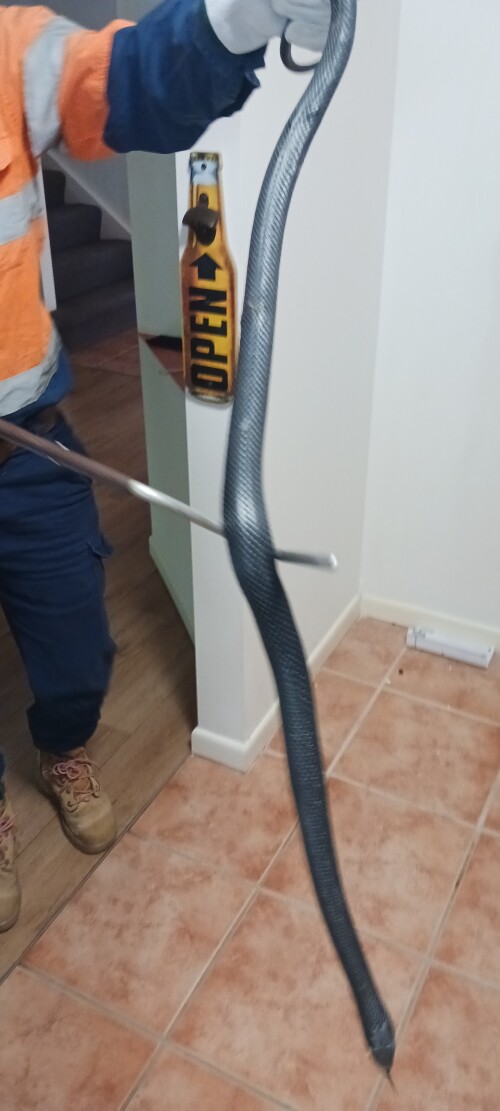 snek2.jpg