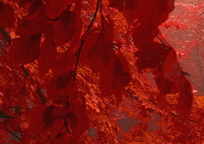 bimber_20250603145840.png