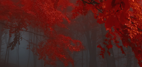 bimber_20250604175535.png