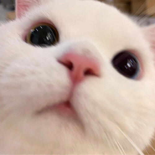 ava21.jpg