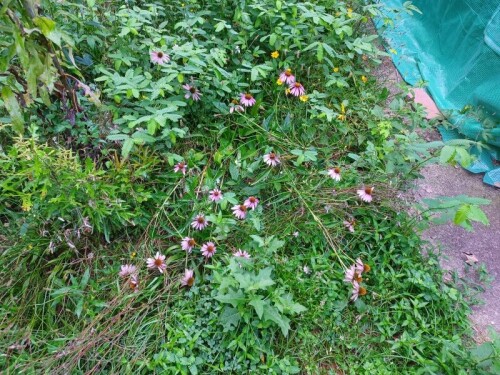 flowers1.jpg