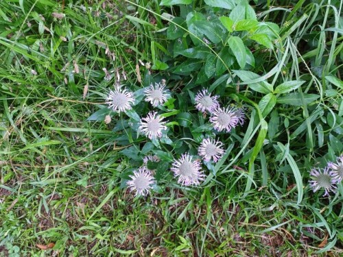 flowers2.jpg