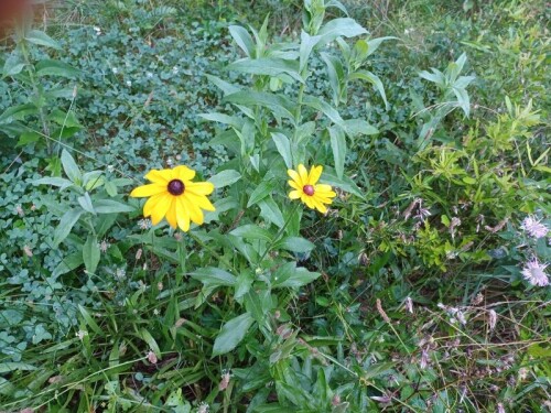 flowers3.jpg