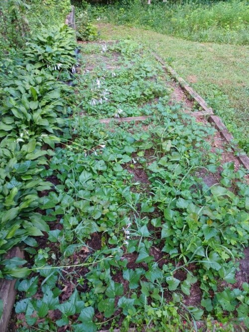 sweetpotatoes.jpg