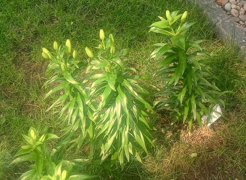 IMG_20250624_170102923_HDR.jpg