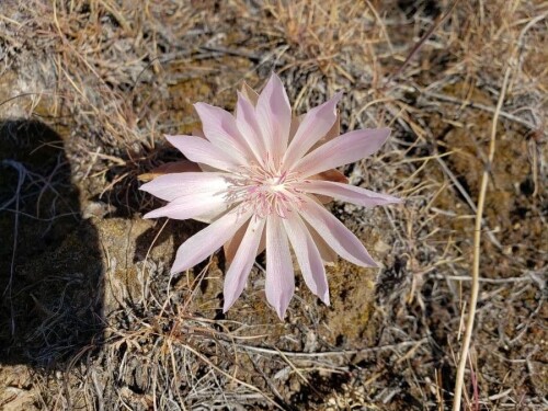Lewisia-4aa280f21b89c406ac16546fabd2261a4807158c.jpeg