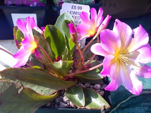 Lewisia-Tweedyi-Rosea-10042014-2.jpg