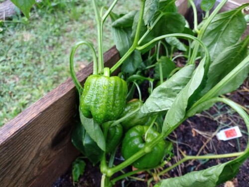 pepper2.jpg