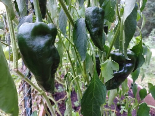pepper3.jpg