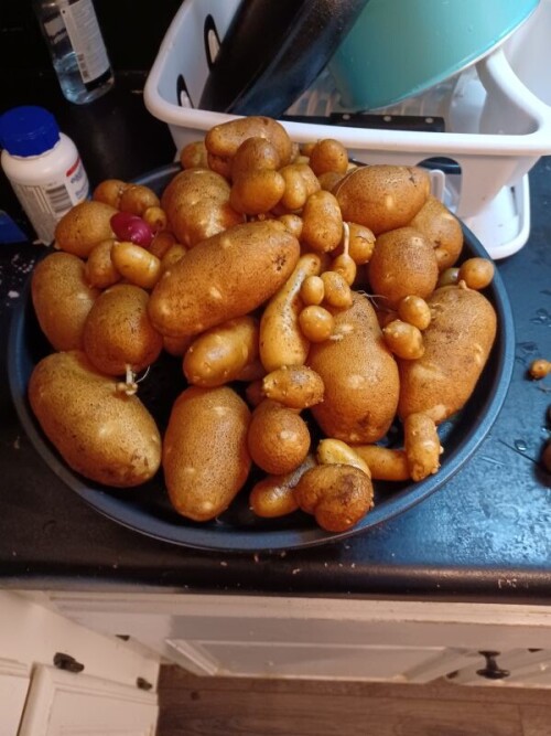 potat.jpg
