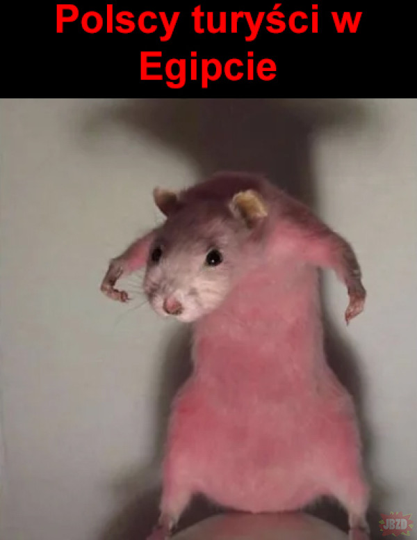 es8Rp.jpeg