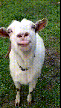 eLpY5.gif