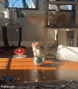 0n6bw.gif