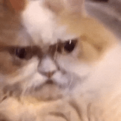 U9RCi.gif