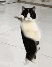 keIxB.gif