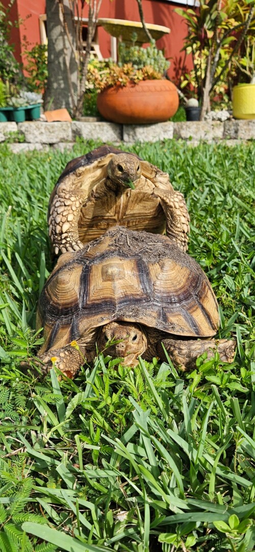k8hD2.jpg