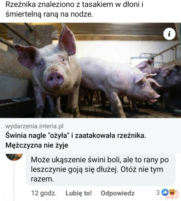 kziJe.jpeg