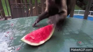 kzr22.gif