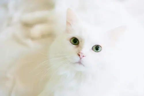 kTyu2.webp
