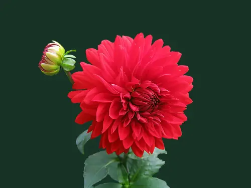 kwQOV.webp