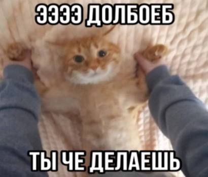 ko87B.jpg