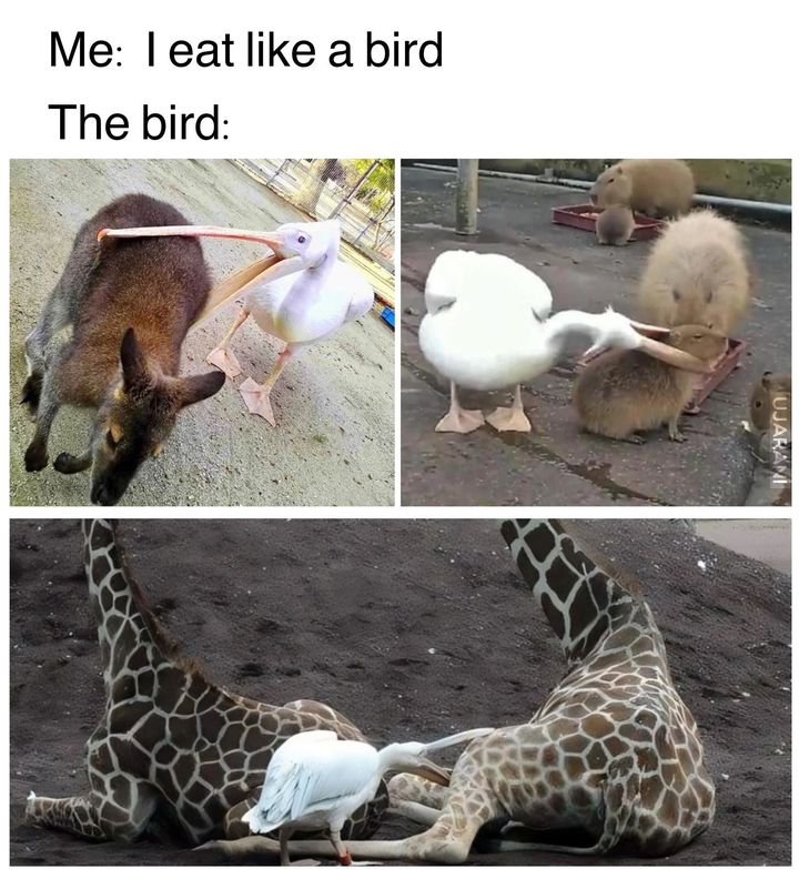 ko1EG.jpg
