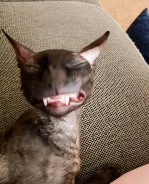 Снимок экрана 2025 11 22 032240