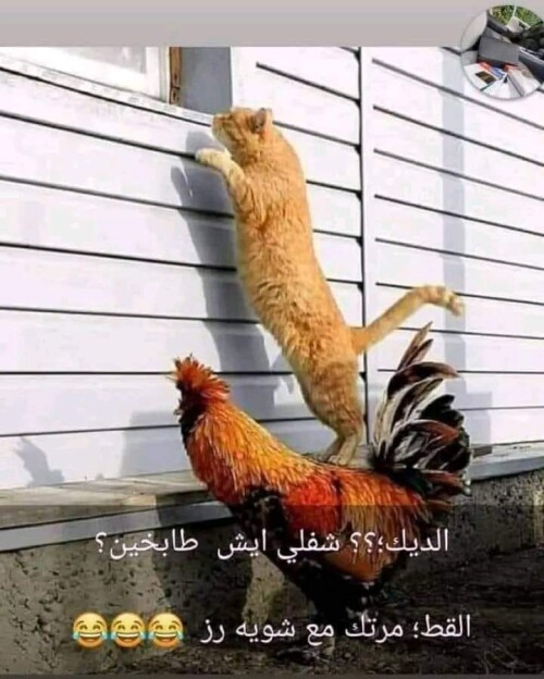 485733170 2360850084273412 3160485893507315352 n