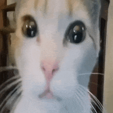 cat stare patrick bateman cat