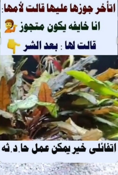 538538120 1096142212648373 6515514389225347822 n