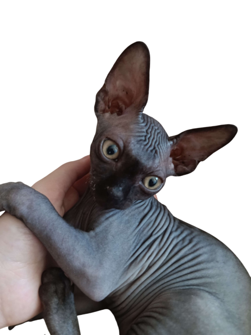 Лысик Photoroom