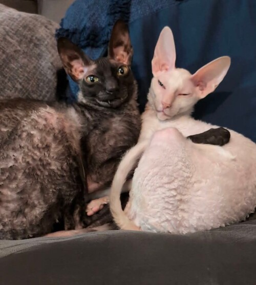 4dee322d00f29370947c61ab85dc982d