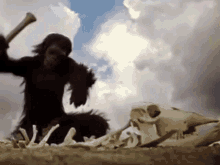 ape apes