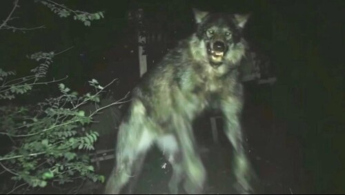 realistic werewolf photography always hits hard v0 d3cqbbblt6sg1